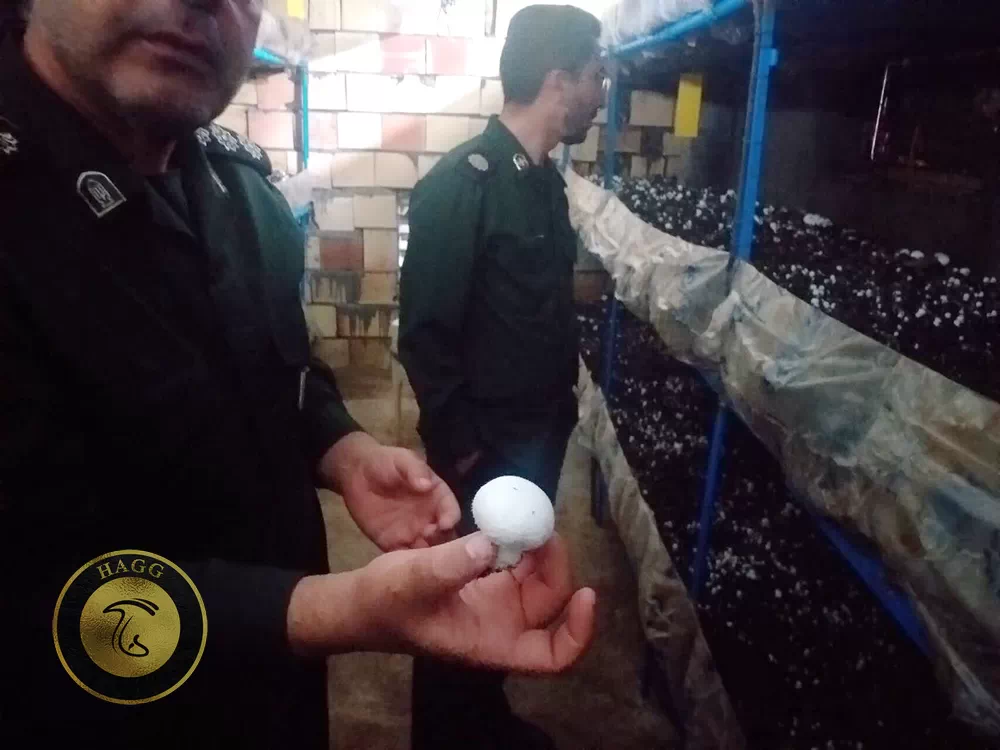 بازدید از پروژه تولید قارچ روستای میغان شاهرود