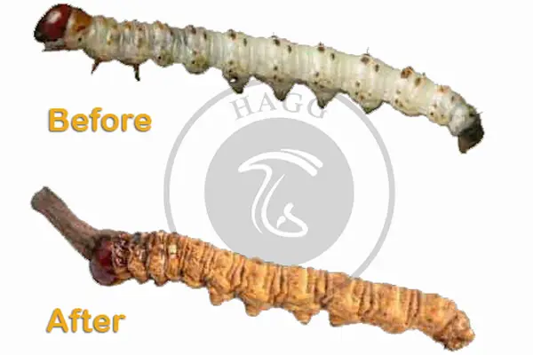 کرم ابریشم، پایه قارچ کوردیسپس