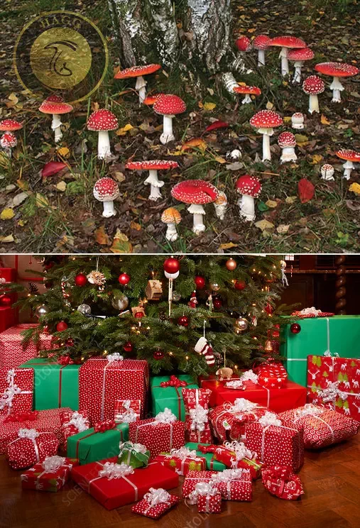 منشأ گذاشتن هدایای کریسمس پای درخت کاج با بسته بندی های سفید و قرمز، از روییدن قارچ توهم زای آمانیتا موسکاریا پای درختان کاج در جنگل ها بوده است