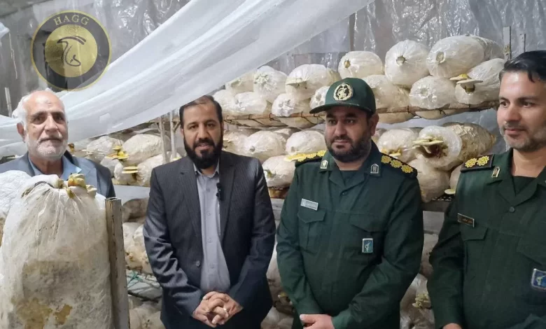 کشت قارچ گانودرما در استان کرمان