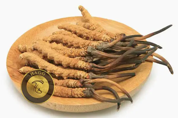 Cordyceps Sinensis سیننسیس کوردیسپس