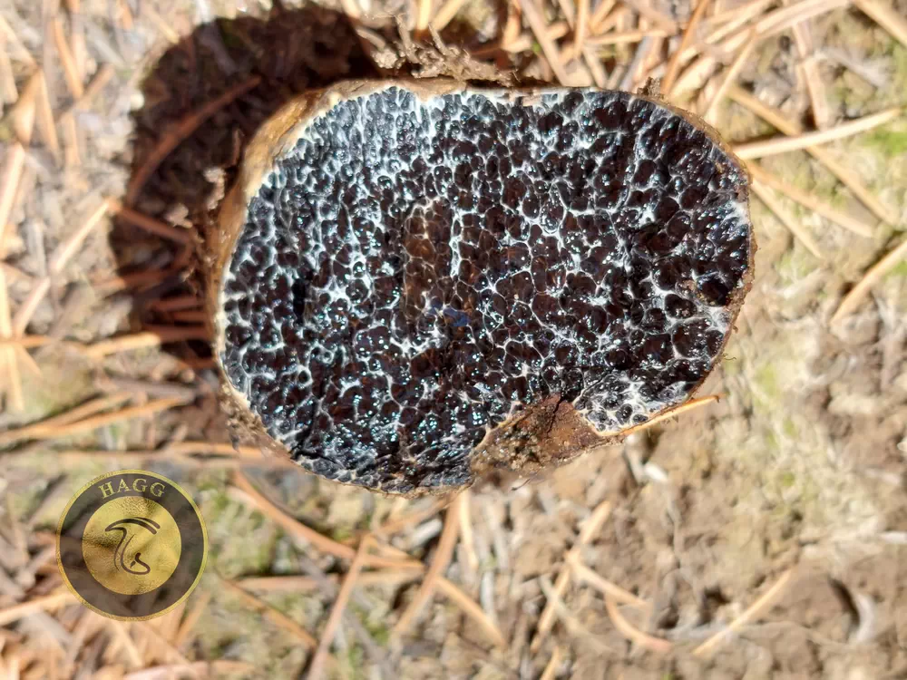 قارچ melanogaster anatolicus یا اسفنج سیاه آناتولی