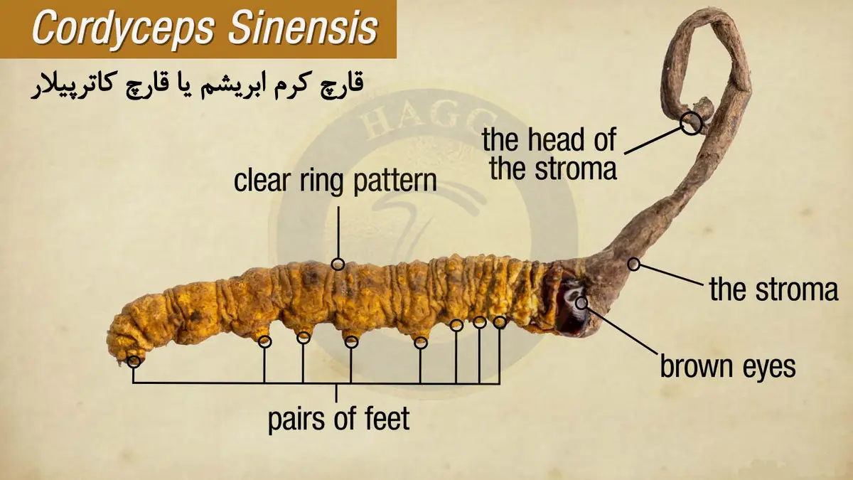  کرم ابریشم Ophiocordyceps sinensis
