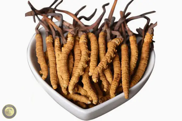 قارچ کرم ابریشم یا قارچ کاترپیلار Ophiocordyceps sinensis