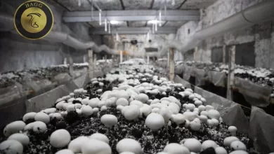 تولید قارچ در دانشگاه ایلام