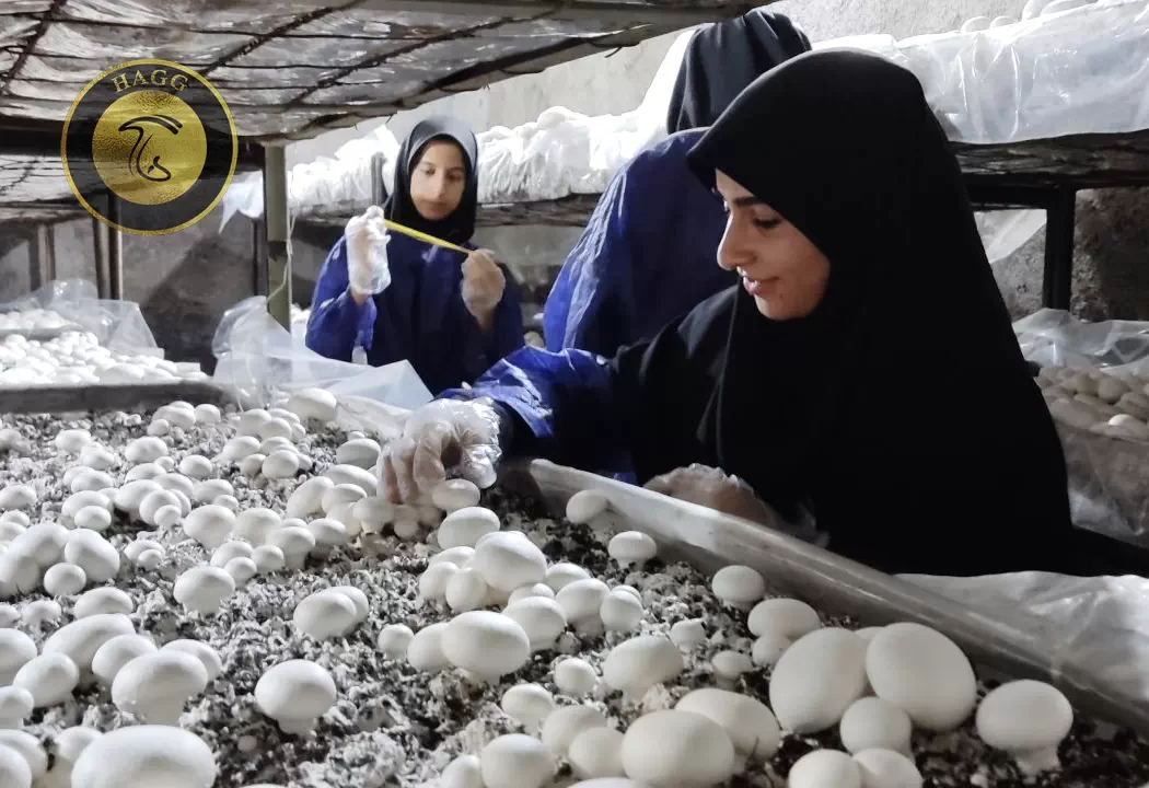 کارگاه تولید قارچ در هنرستان