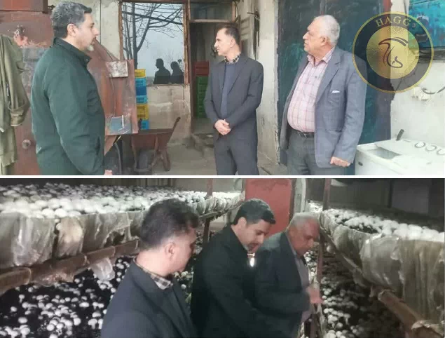 بازدید از کارگاه تولید قارچ ماسال آئین نامه‌های ایمنی