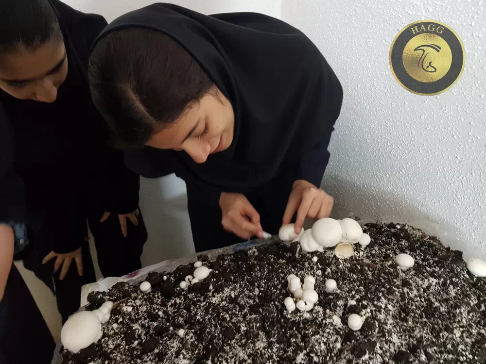 کارگاه تولید قارچ در مدرسه