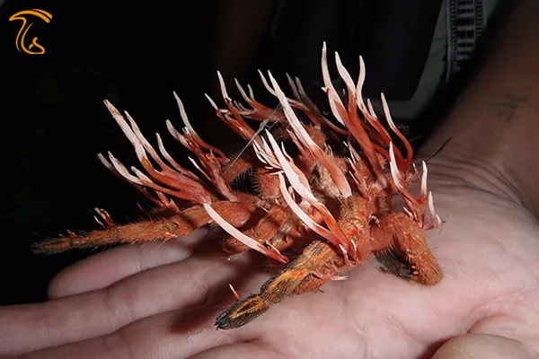 قارچ کوردیسپس یا قارچ زامبی (معرفی و خواص)