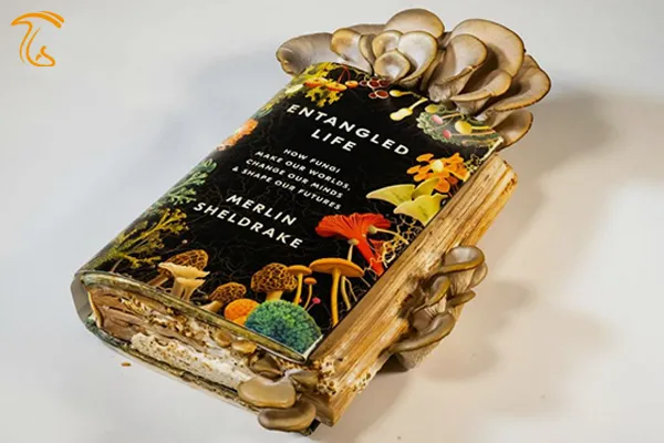 کتابخانه قارچ - معرفی کتاب با موضوع قارچ و مسائل مرتبط با آن بهترین کتاب های قارچ سال 2023