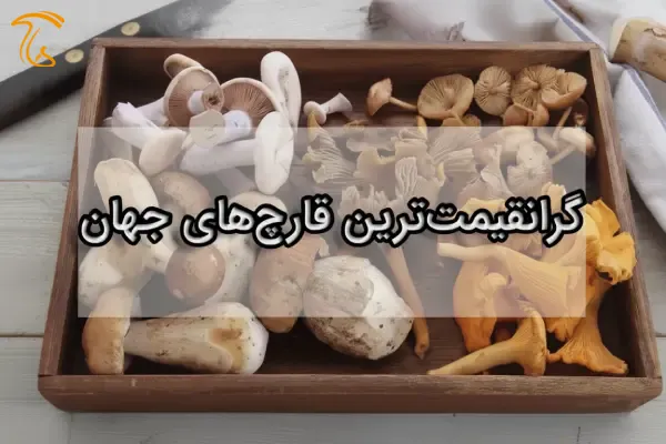 گرانترین قارچ‌های جهان گرانترین قارچ دنیا گرانترین قارچ ایران