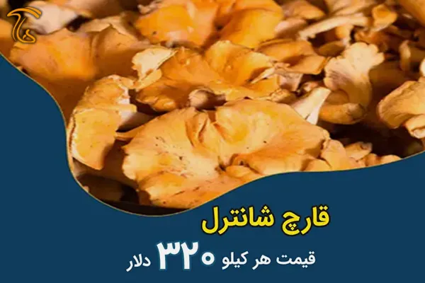 قارچ شانترل