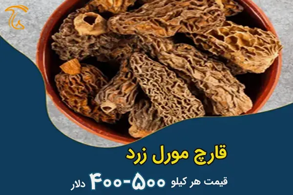 قارچ مورل زرد