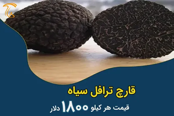 قارچ ترافل سیاه