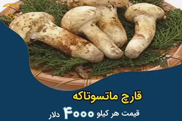 قارچ ماتسوتاکه