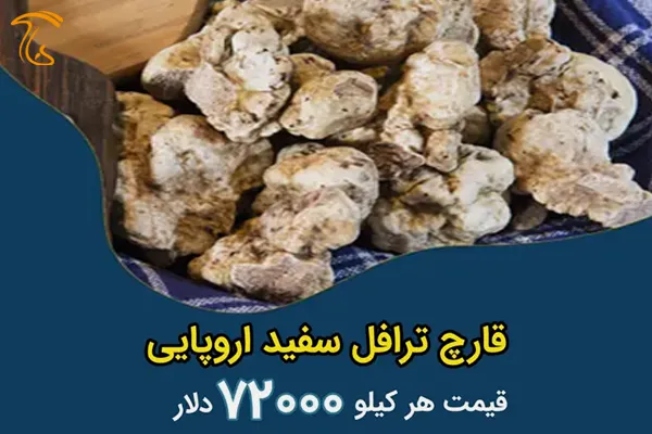 ترافل سفید اروپایی