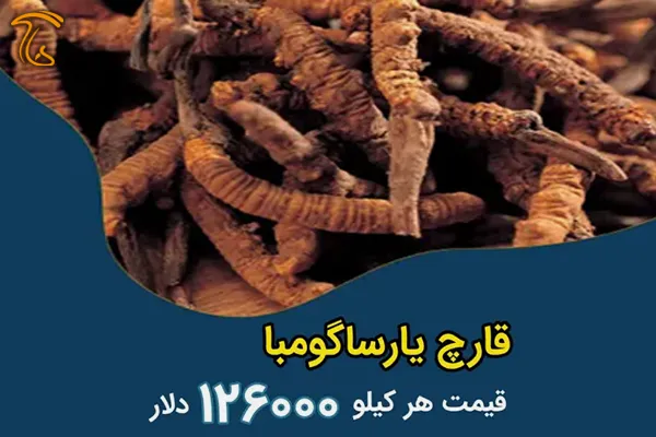 قارچ یارساگومبا