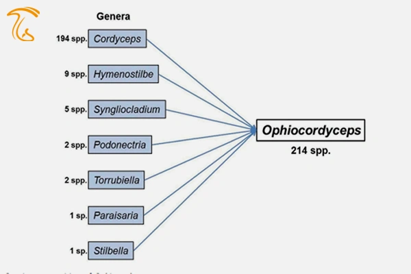 قارچ کوردیسپس(Cordyceps)