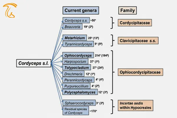 گونه‌های مختلف Cordyceps