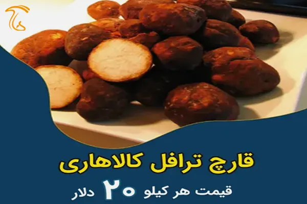 قارچ ترافل کالاهاری