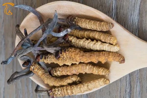 mushroom کرم ابریشم