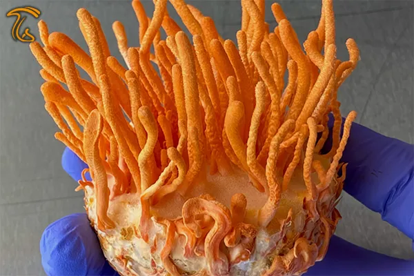 قارچ کوردیسپس میلیتاریس