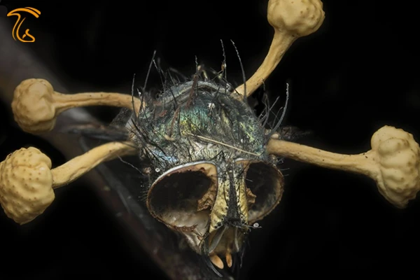 قارچ زامبی ساز