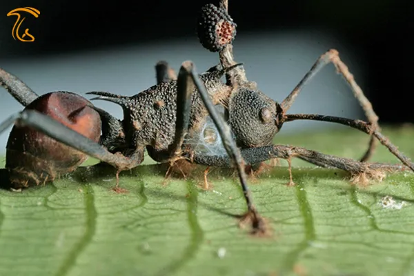 قارچ سرچماقی در ایران مستند قارچ زامبی ساز