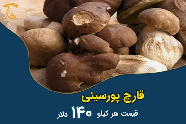 قارچ پورسینی