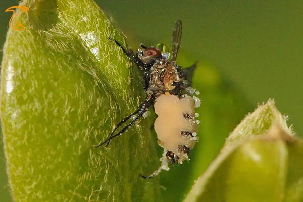 مگس لوبیایی