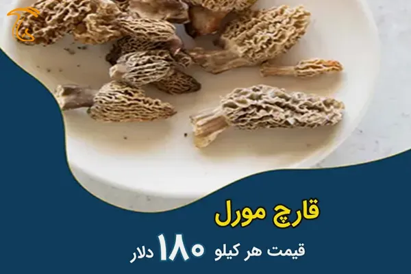 قارچ مورل