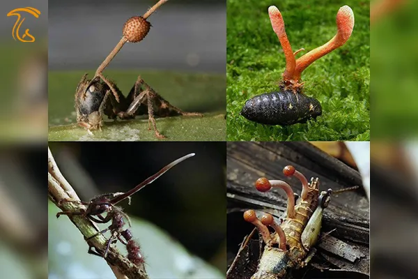  تاثیر مثبتی بر جمعیت این حشرات دارد مستند زامبی ساز