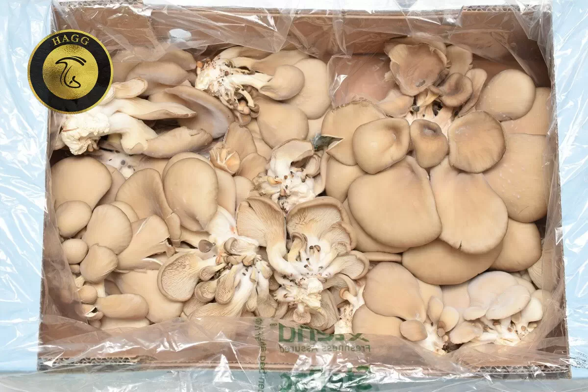 بسته بندی جدید برای افزایش ماندگاری قارچ ها