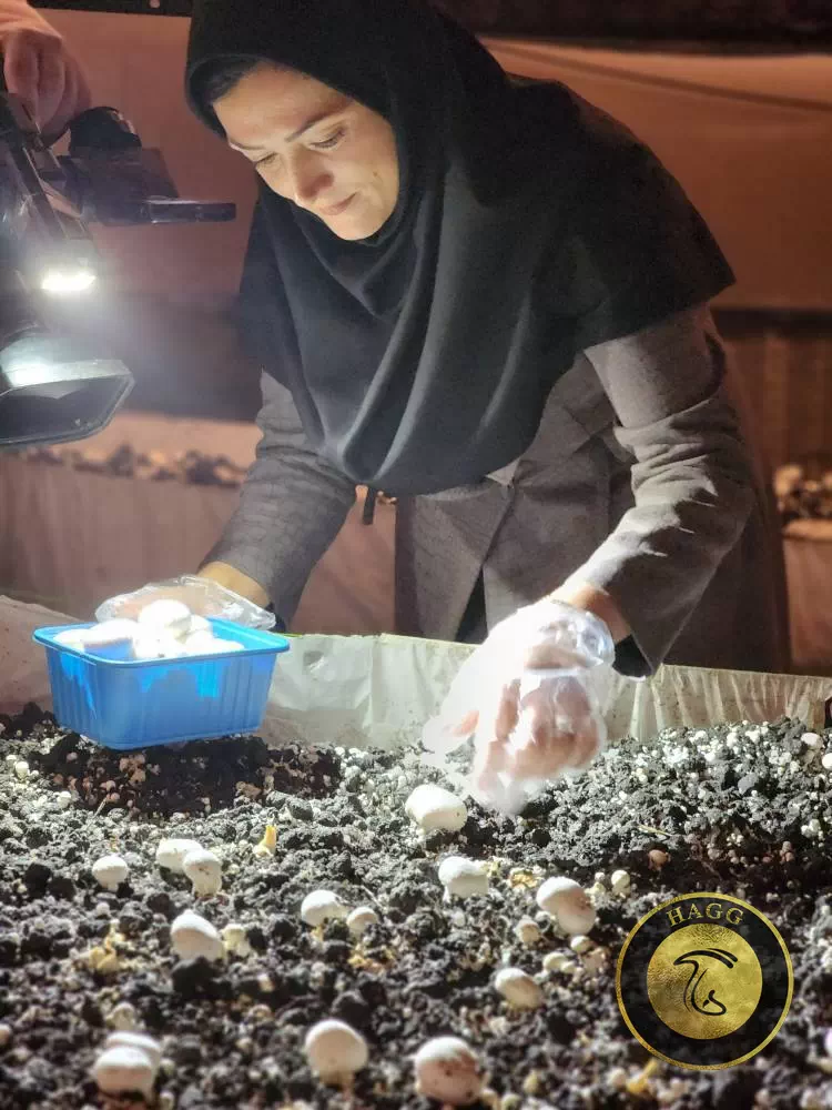 کارآفرینی با کشت قارچ در دانشگاه زابل