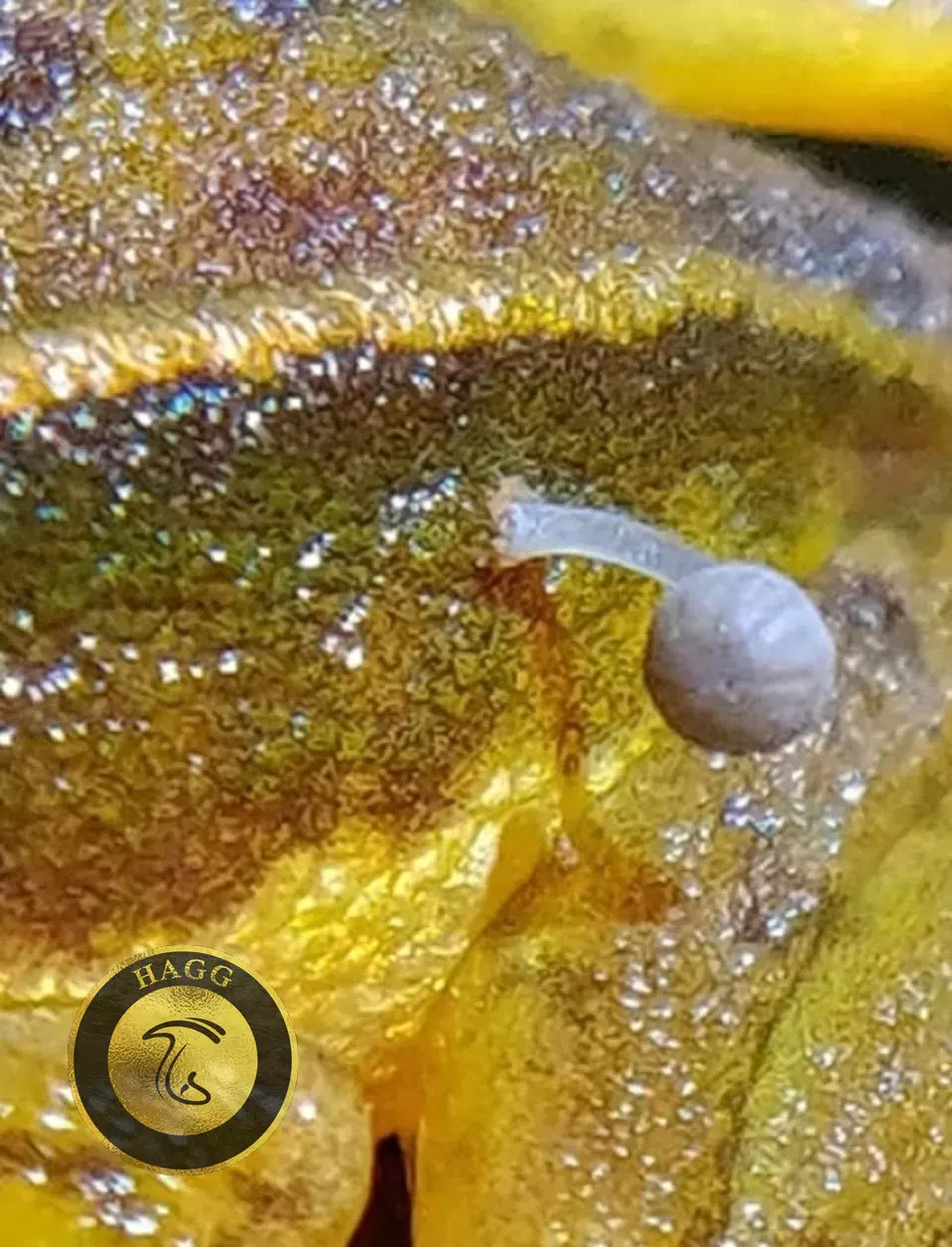 جوانه زدن قارچ روی بدن غورباقه