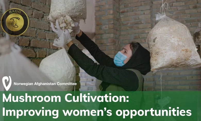 راه اندازی مزرعه پرورش قارچ توسط 4 دختر افغان