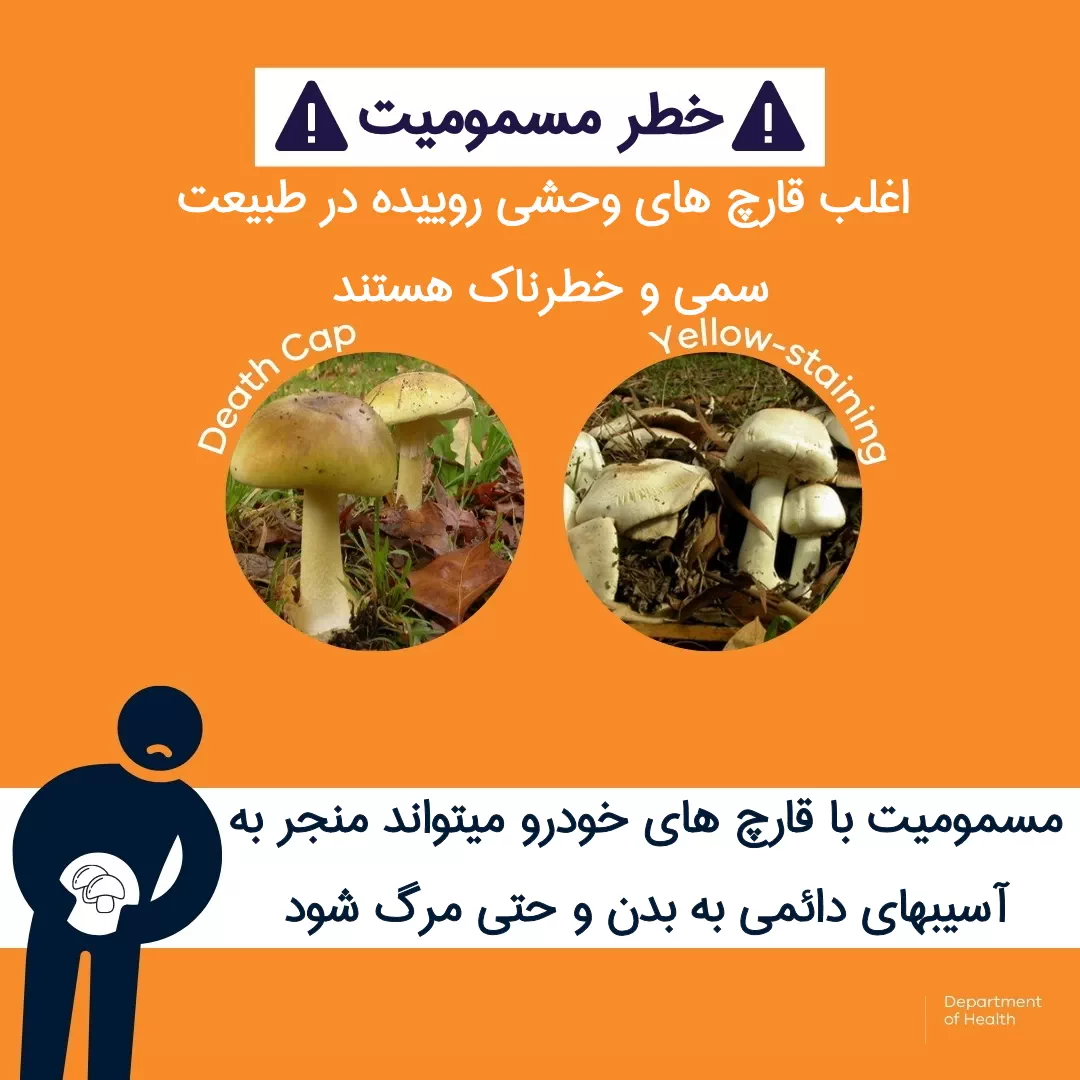 آمار سالیانه مسمومیت با قارچ