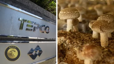 محکومیت شرکت برق tepco به پرداخت غرامت به تولیدکنندگان قارچ شیتاکه