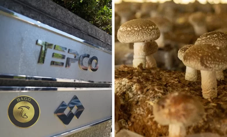 محکومیت شرکت برق tepco به پرداخت غرامت به تولیدکنندگان قارچ شیتاکه