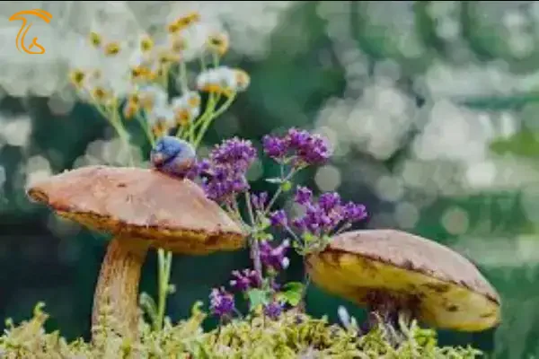 قارچ بهاری قارچ های جنگلی