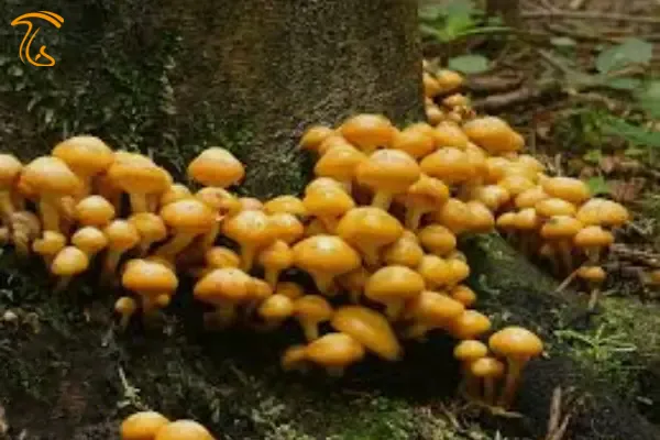 ماشروم عسلی