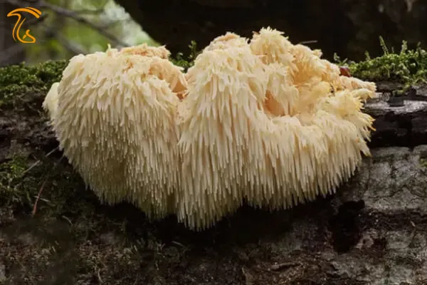 ماشروم یال شیر یا هریسیوم که به ریش پیرمرد نیز مشهور است