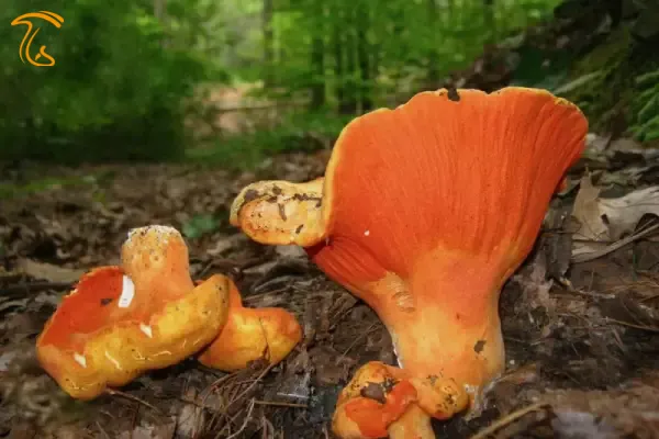 ماشروم خرچنگ