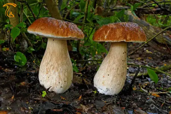 قارچ های جنگلی بولت