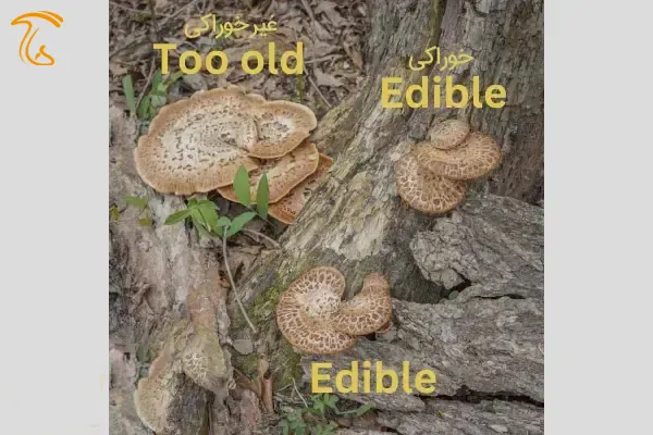 قارچ های جنگلی زین خشک
