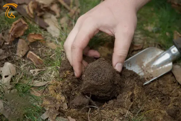 قارچ های جنگلی ترافل یا دنبلان