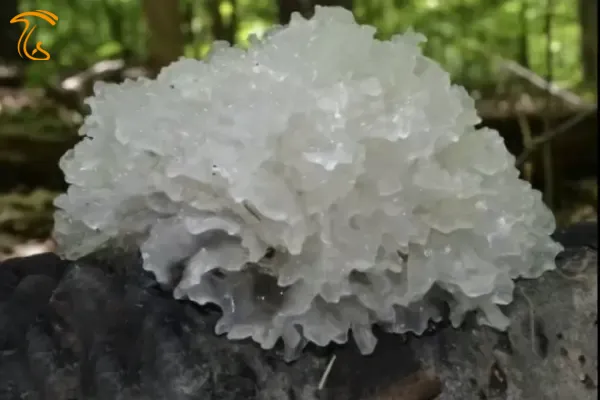 انواع قارچ های جنگلی