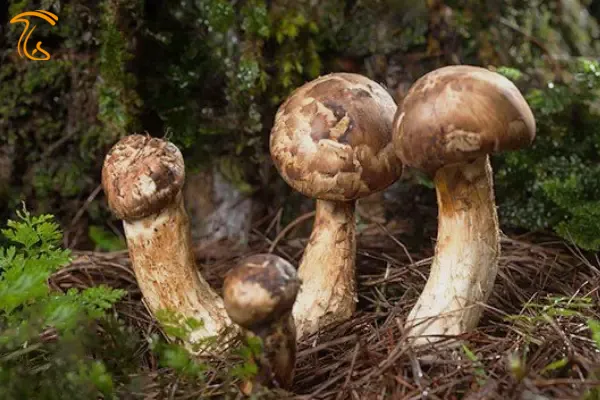 انواع قارچ های جنگلی