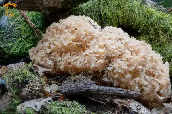 انواع قارچ های جنگلی گل کلم