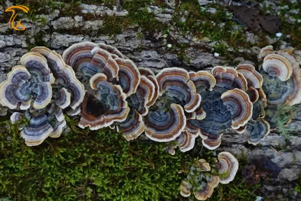 ماشروم دم بوقلمون